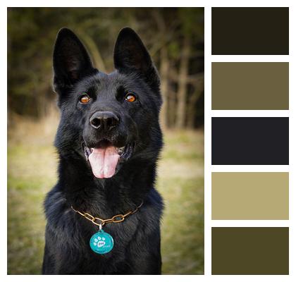 German Shepherd Dog Black Dog Image